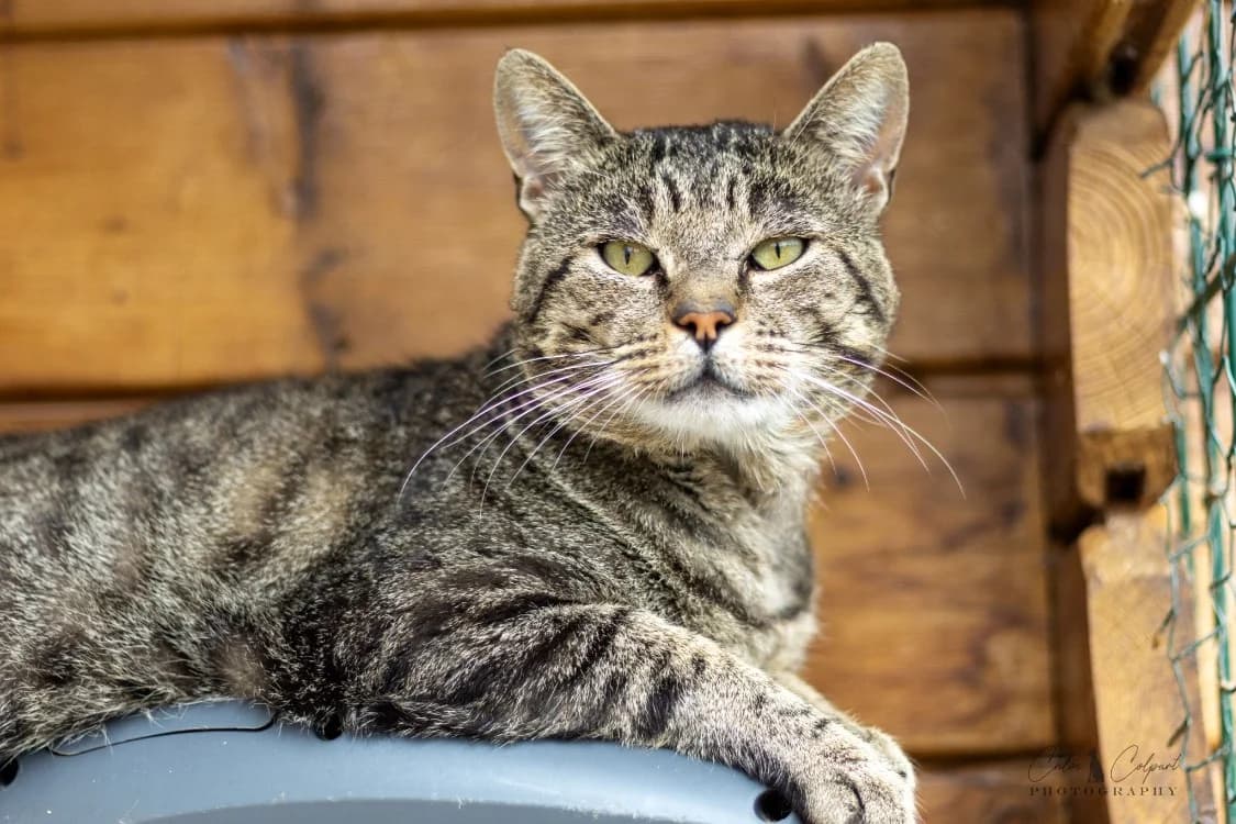 Oregon, male senior mixed breed for adoption at SPA Thionville, Thionville
