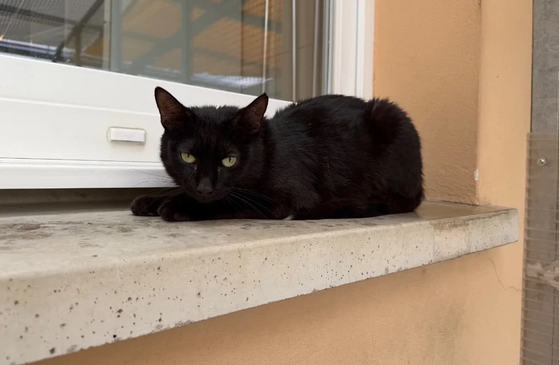 CHANCE, female 6yo mixed breed for adoption at SPA Thionville, Thionville