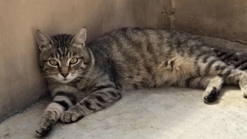 Mojo, male senior Mixed Breed for adoption at SPA Thionville, Thionville