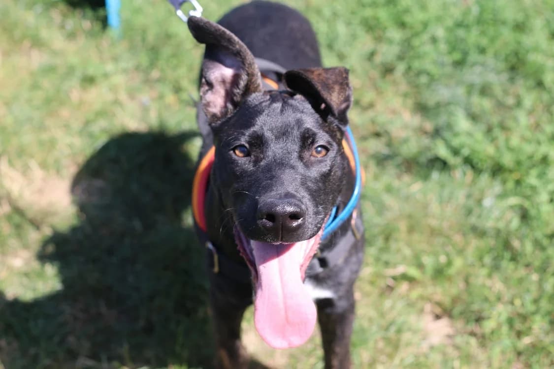 RAVEN, male young Mixed Breed for adoption at SPA Thionville, Thionville