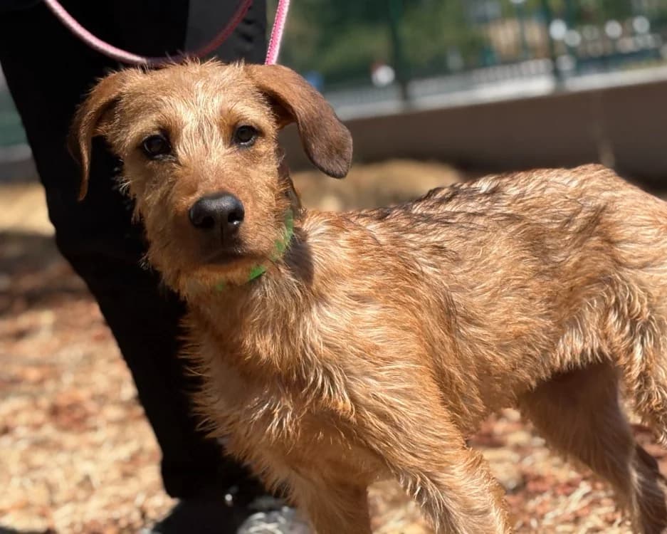 TED, female puppy Mixed Breed for adoption at SPA Thionville, Thionville