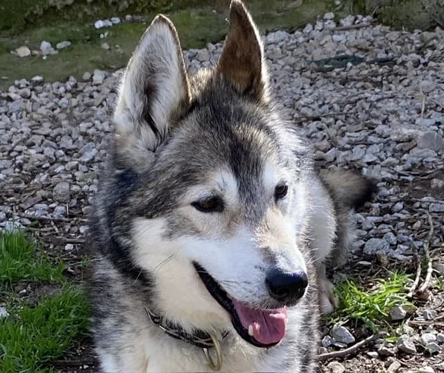 Wolf (En cours d'adoption), male senior Husky for adoption at SPA Torreilles, Torreilles