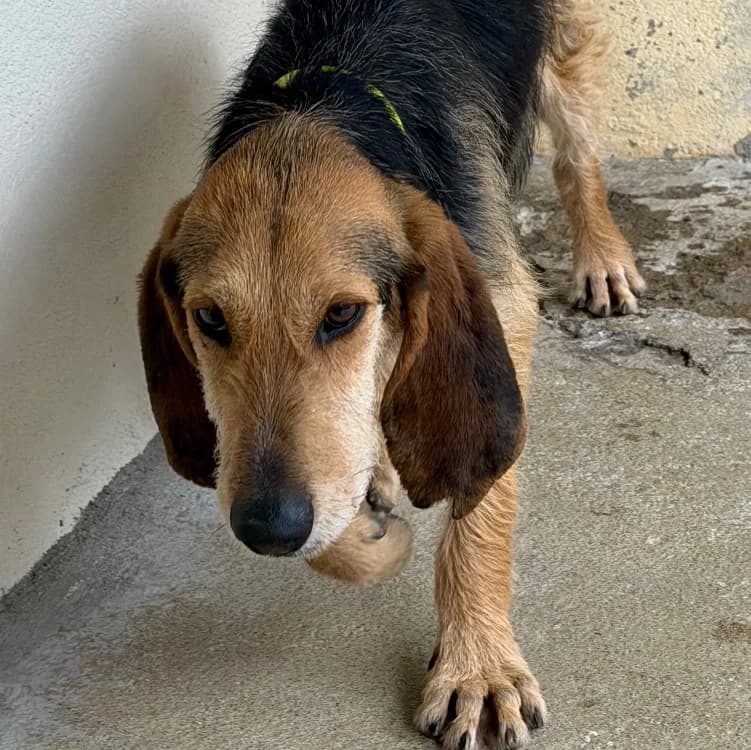 King, male 6yo Mixed Breed for adoption at SPA Torreilles, Torreilles