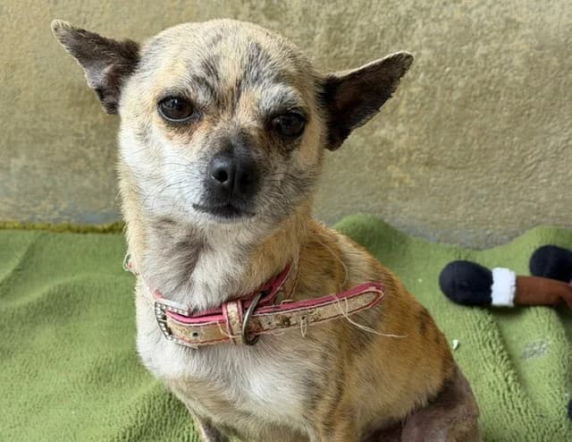 KIRA (En cours d'adoption), female 3yo mixed breed for adoption at SPA Torreilles, Torreilles