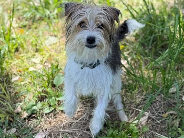POLATOUCH, male young Yorkshire Terrier for adoption at SPA Torreilles, Torreilles