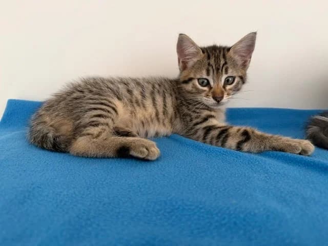 CHRONOS (en cours d'adoption), male Mixed Breed for adoption at SPA Torreilles, Torreilles