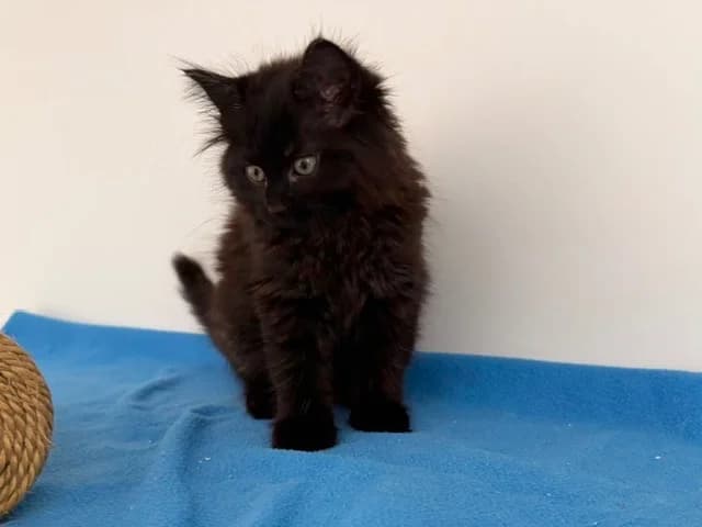 THEA (EN COURS D’ADOPTION), female Mixed Breed for adoption at SPA Torreilles, Torreilles
