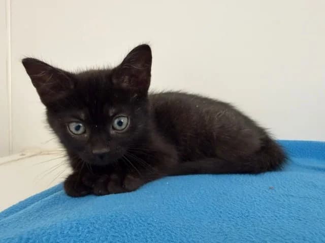 ATOME (En cours d’adoption), male Mixed Breed for adoption at SPA Torreilles, Torreilles