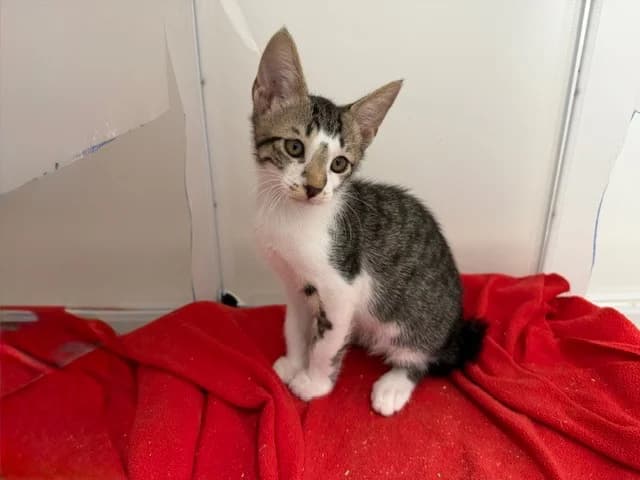 CETAUBOFIX, male Mixed Breed for adoption at SPA Torreilles, Torreilles