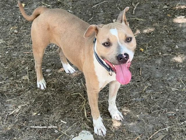 JULIETTE, female young Mixed Breed for adoption at SPA Torreilles, Torreilles