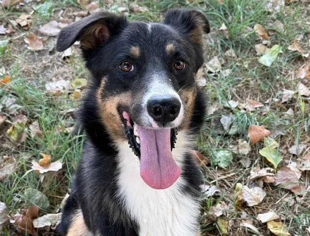 ADAM DIT MAX, male young Border Collie for adoption at SPA Torreilles, Torreilles