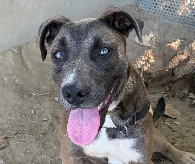 Serena, female Cane Corso for adoption at SPA Torreilles, Torreilles