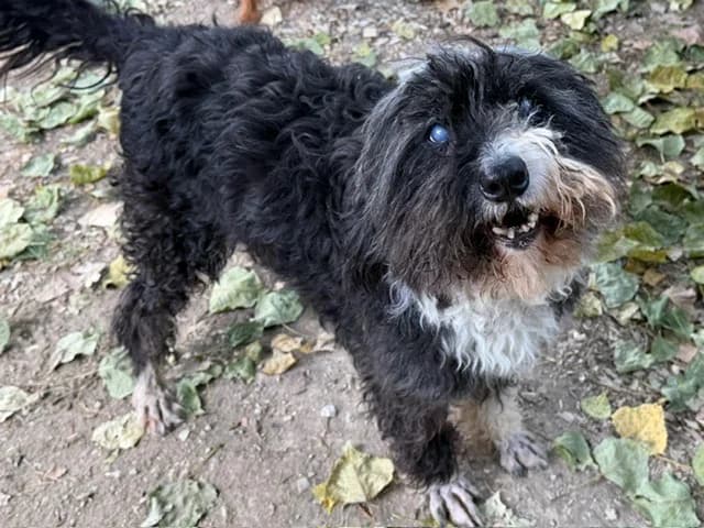 HARIBO, male senior mixed breed for adoption at SPA Torreilles, Torreilles