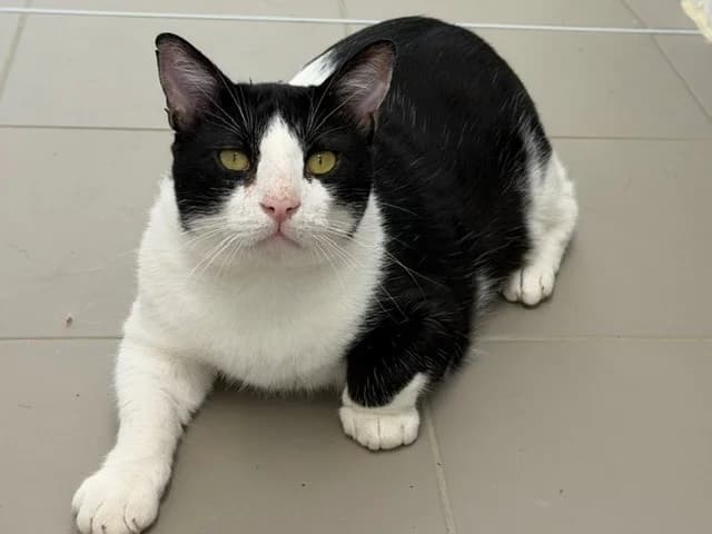 Nermal (en cours d'adoption), male young Mixed Breed for adoption at SPA Torreilles, Torreilles