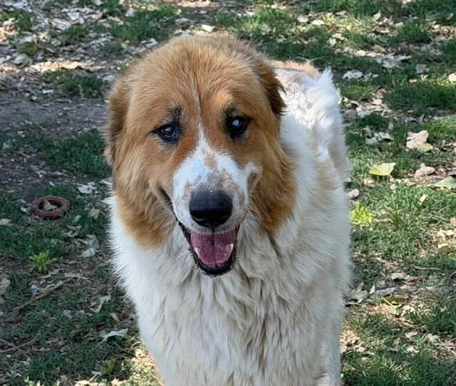 BROWNIE, female 4yo Mixed Breed for adoption at SPA Torreilles, Torreilles