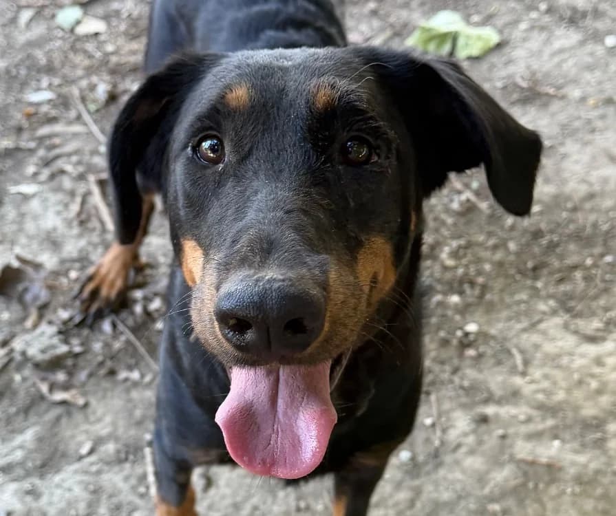 VERA, female young mixed breed for adoption at SPA Torreilles, Torreilles