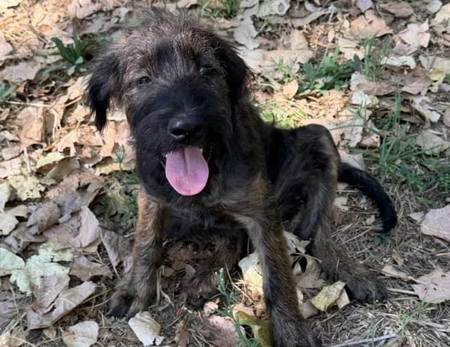 REGLISSE, female Mixed Breed for adoption at SPA Torreilles, Torreilles