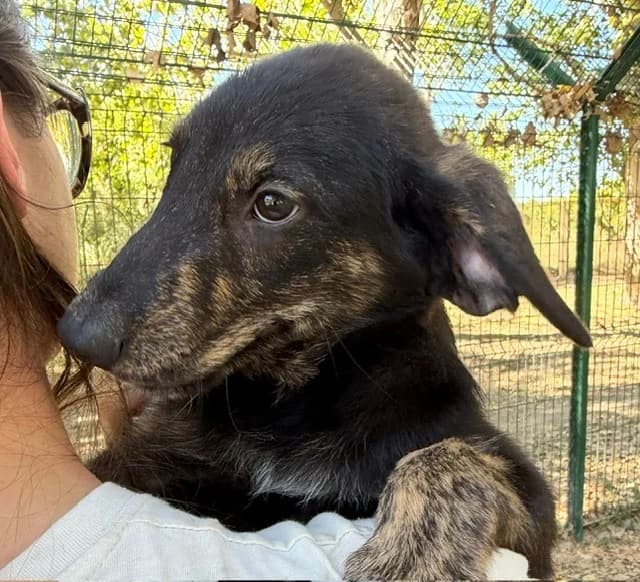ROGUE (EN COURS D ADOPTION), male puppy Belgian Malinois for adoption at SPA Torreilles, Torreilles
