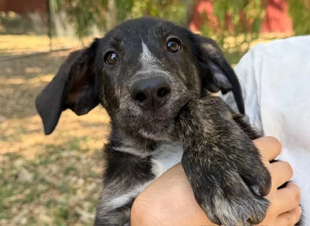 MINERVA MCGONAGALL, female puppy Mixed Breed for adoption at SPA Torreilles, Torreilles