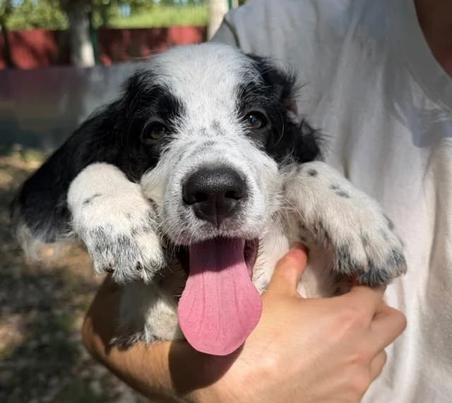 BALBOA, male puppy mixed breed for adoption at SPA Torreilles, Torreilles