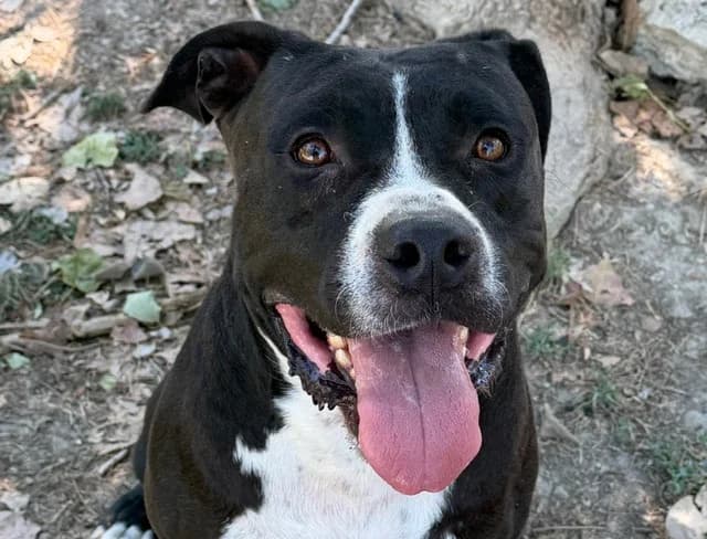 TAY, male 4yo mixed breed for adoption at SPA Torreilles, Torreilles