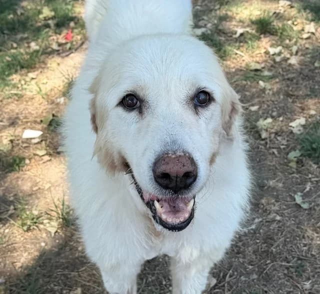LEXIE, female senior mixed breed for adoption at SPA Torreilles, Torreilles