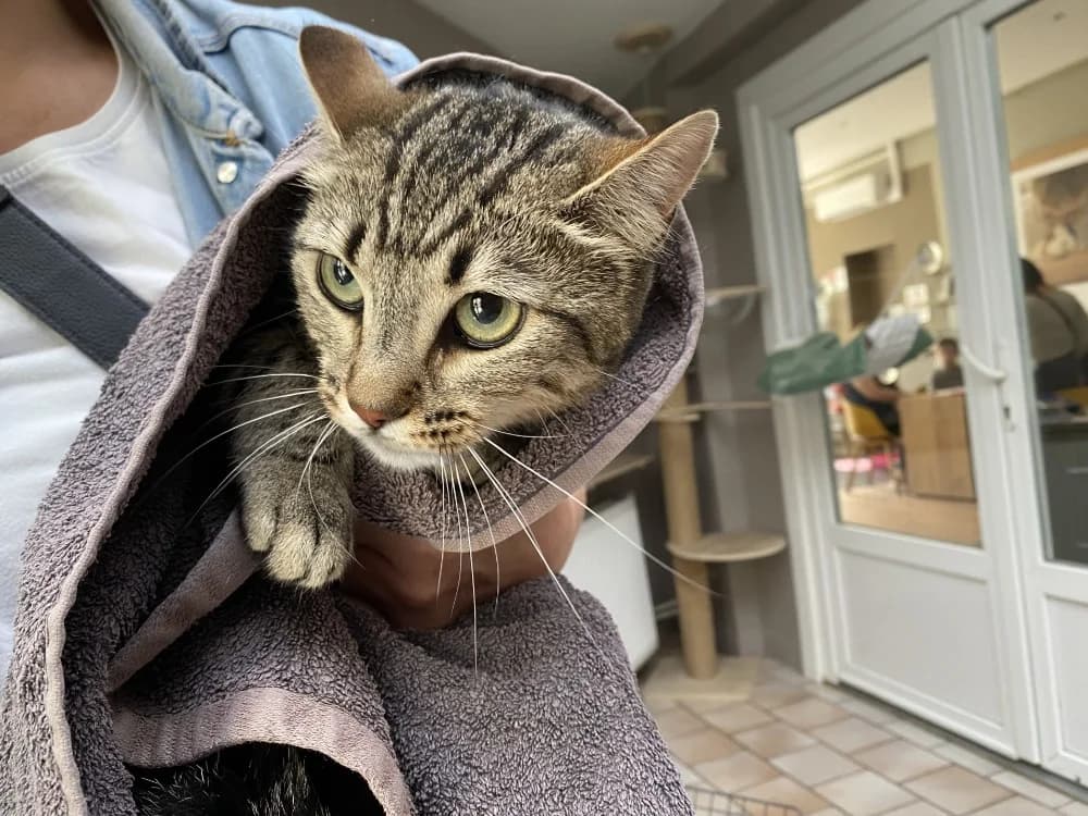 KITTY, female young mixed breed for adoption at Maison SPA), Tourcoing