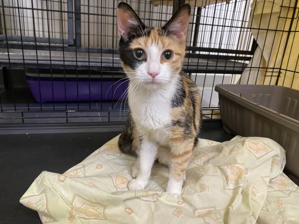GINGEMBRE, female young Mixed Breed for adoption at Maison SPA), Tourcoing