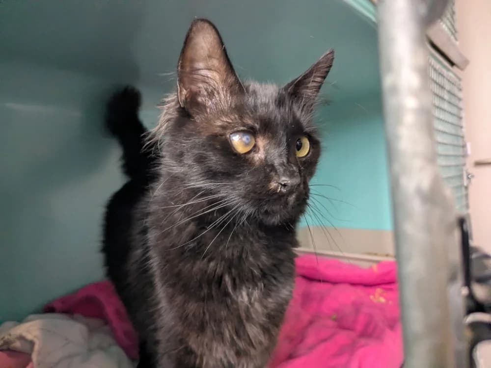 ZORRO, male Mixed Breed for adoption at Maison SPA), Tourcoing