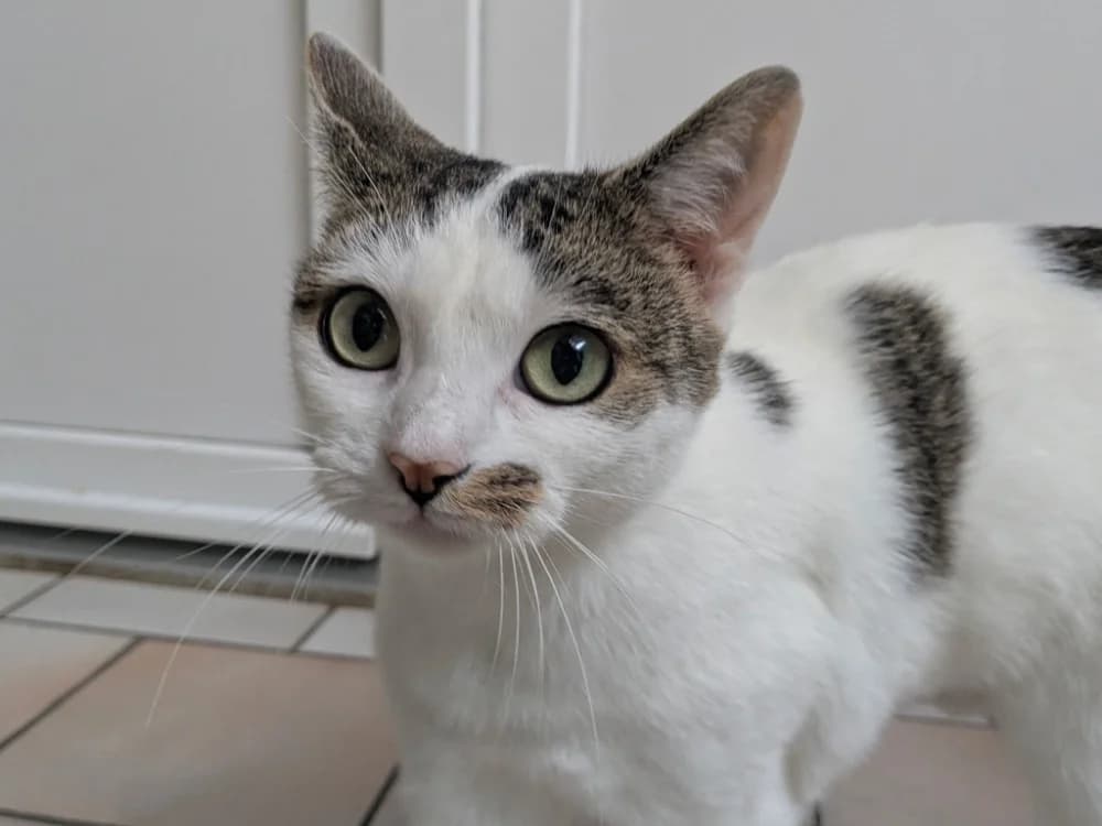 AZALEE, female Mixed Breed for adoption at Maison SPA), Tourcoing