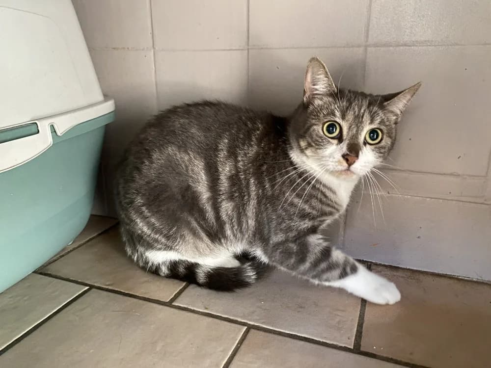 RAVIOLI, female 4yo mixed breed for adoption at Maison SPA), Tourcoing