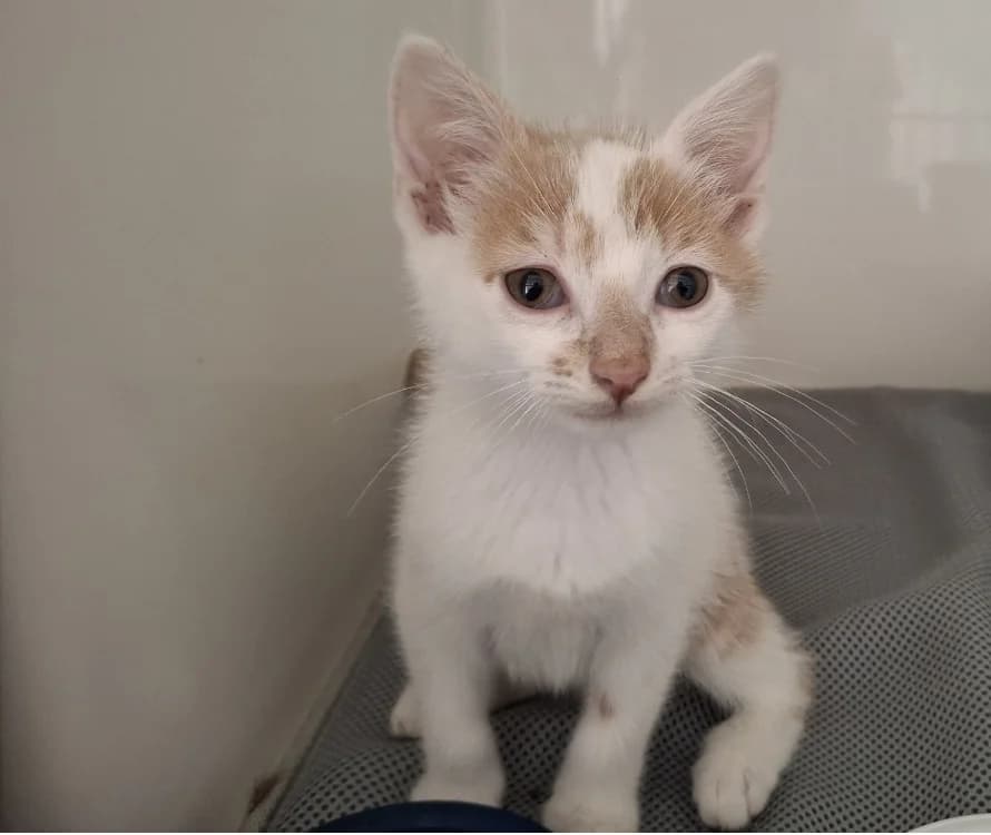 BRETZEL, male Mixed Breed for adoption at Maison SPA), Tourcoing
