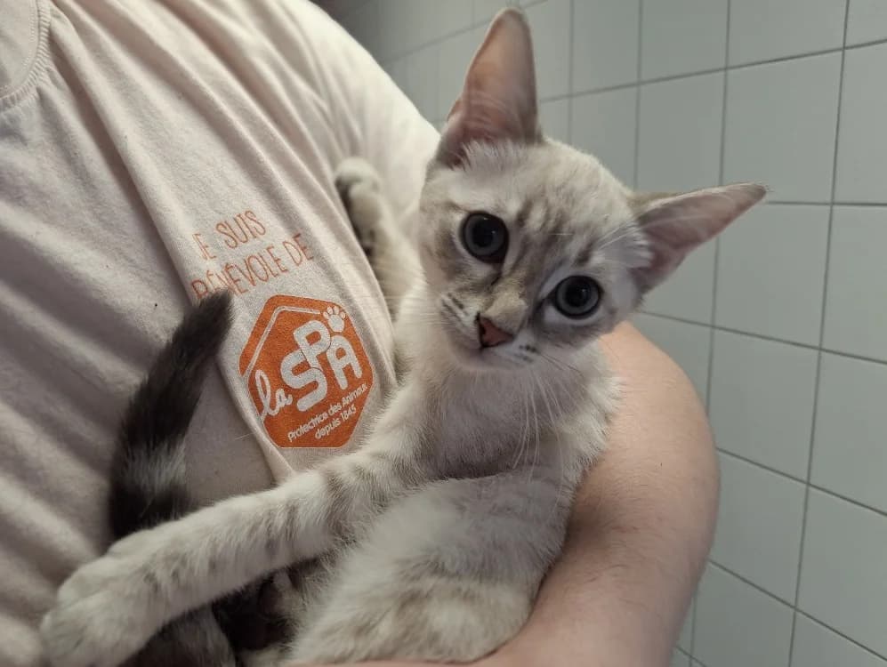 CAITLIN, female Mixed Breed for adoption at Maison SPA), Tourcoing