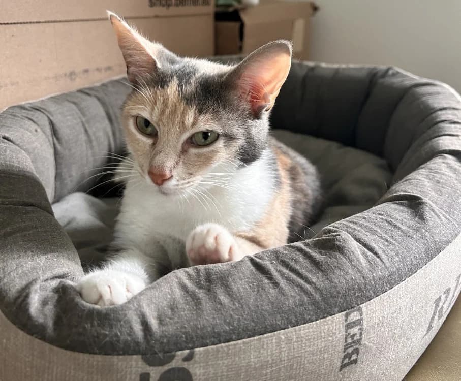BLUE, female mixed breed for adoption at Maison SPA), Tourcoing