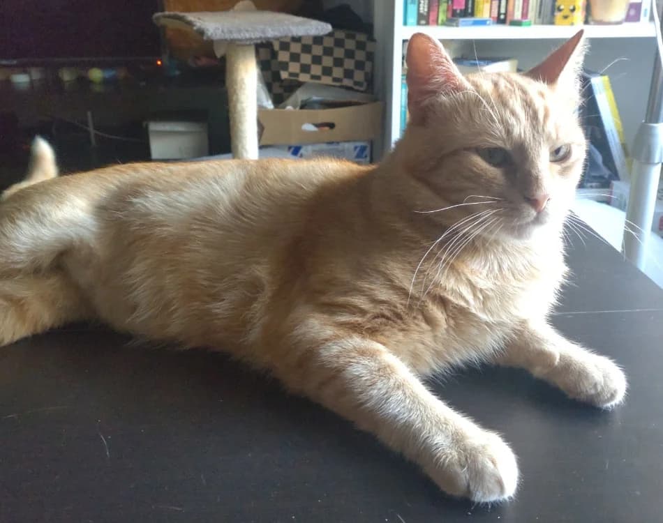 GARFIELD, male 3yo Mixed Breed for adoption at Maison SPA), Tourcoing