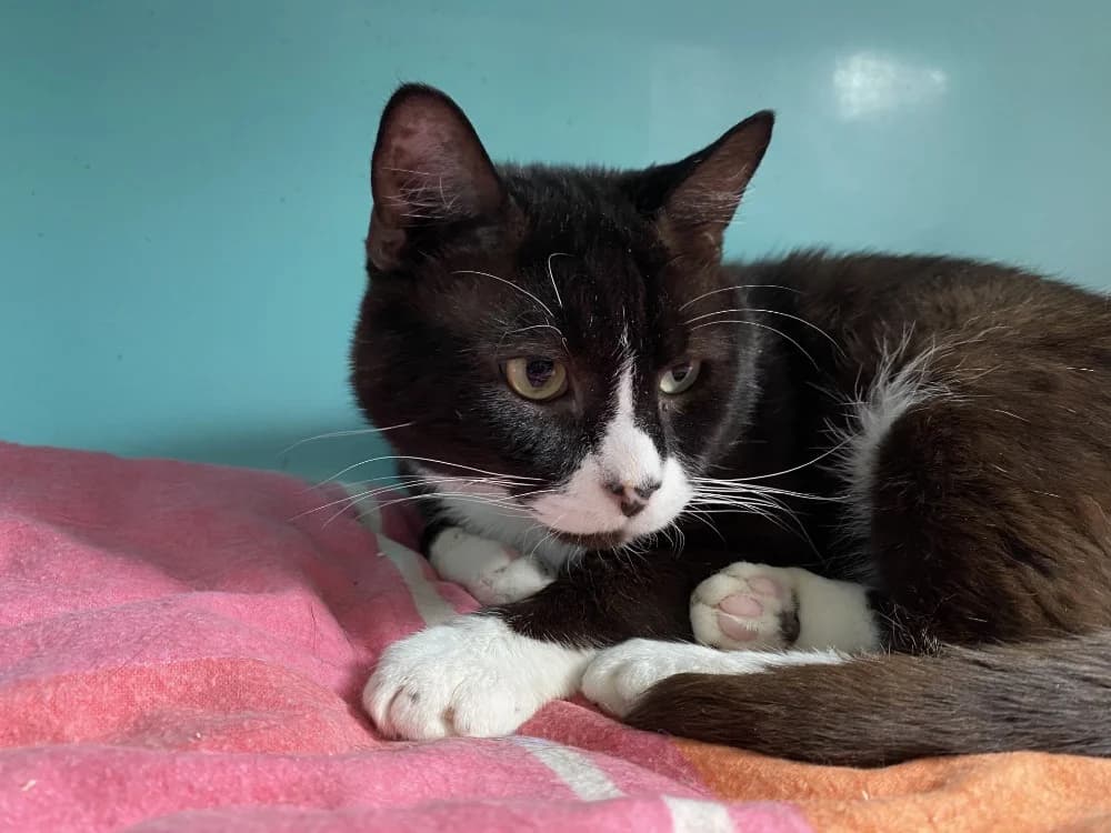 UNO, male 5yo mixed breed for adoption at Maison SPA), Tourcoing