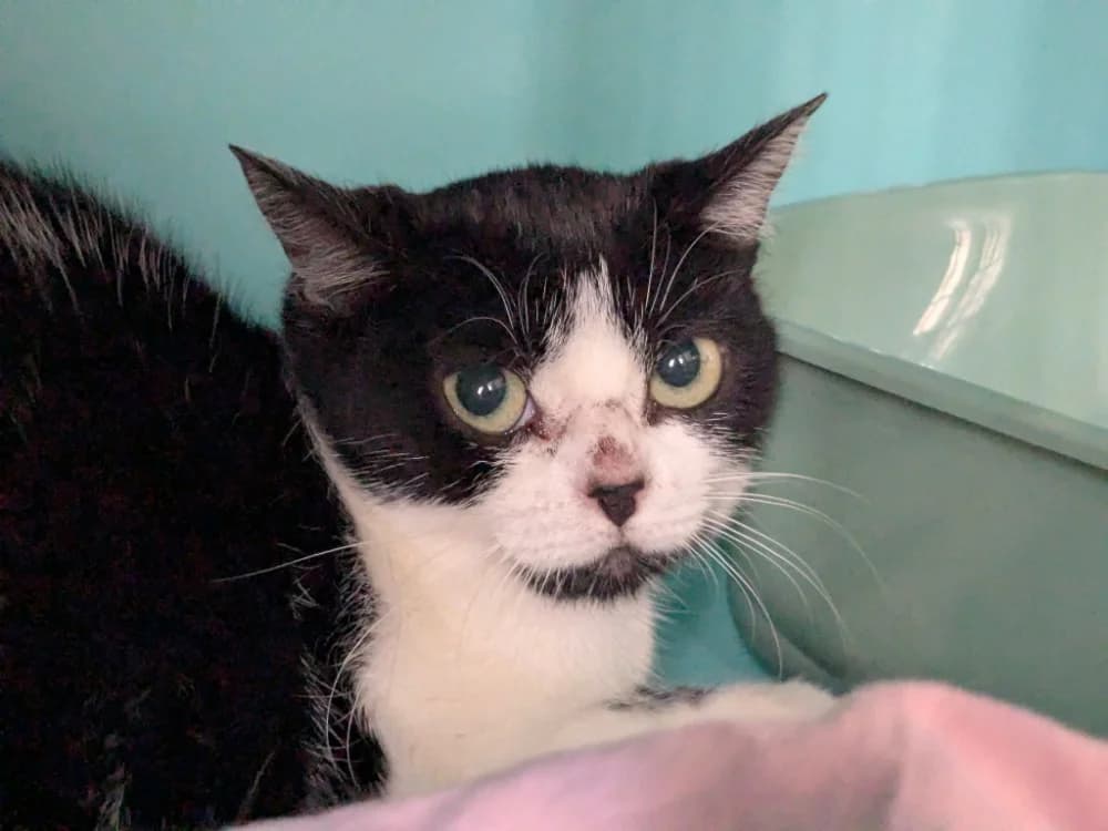 ELISABETH, female Mixed Breed for adoption at Maison SPA), Tourcoing