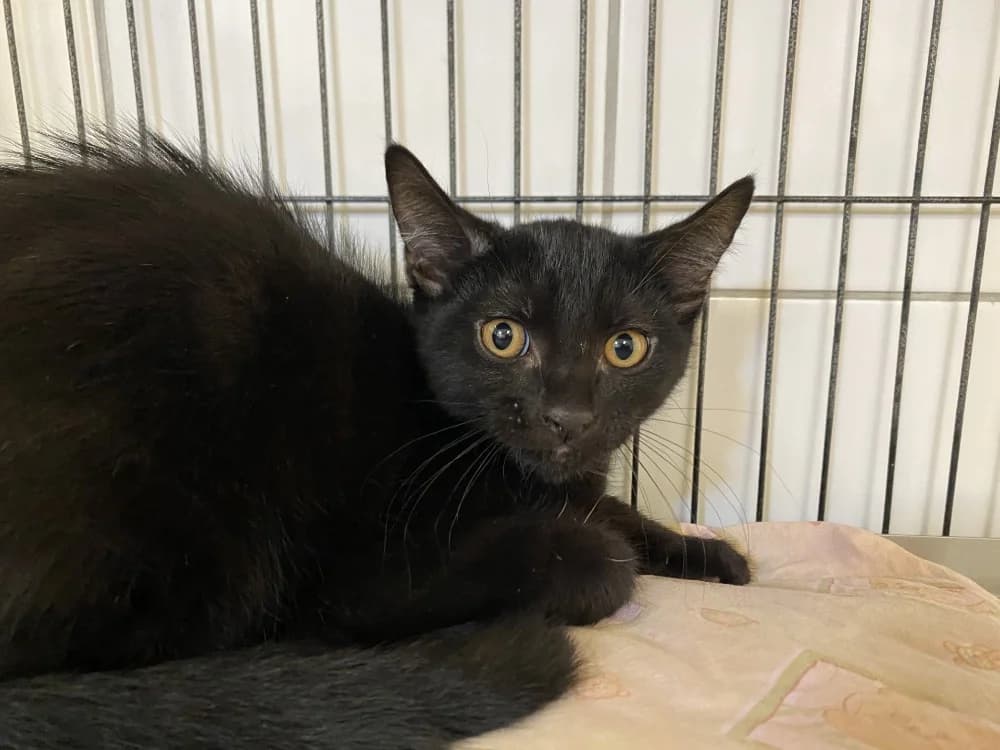 RISOTTO, male Mixed Breed for adoption at Maison SPA), Tourcoing