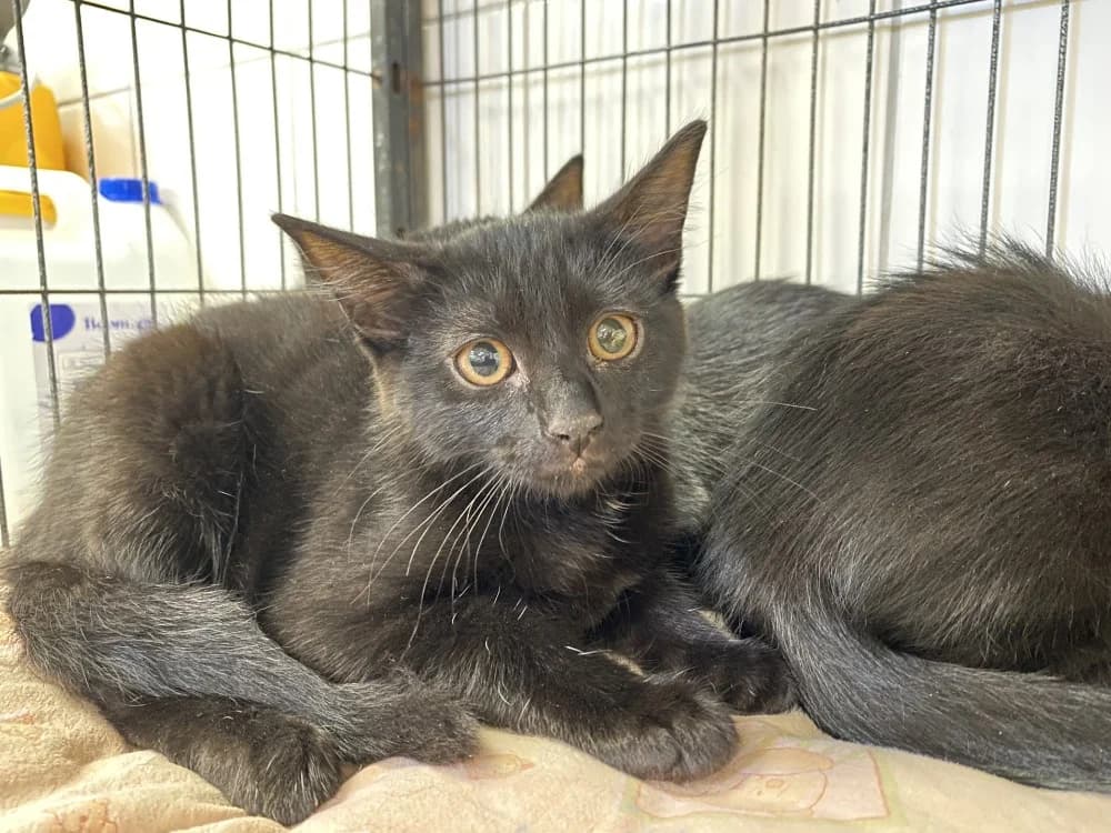 RILLETTE, female Mixed Breed for adoption at Maison SPA), Tourcoing
