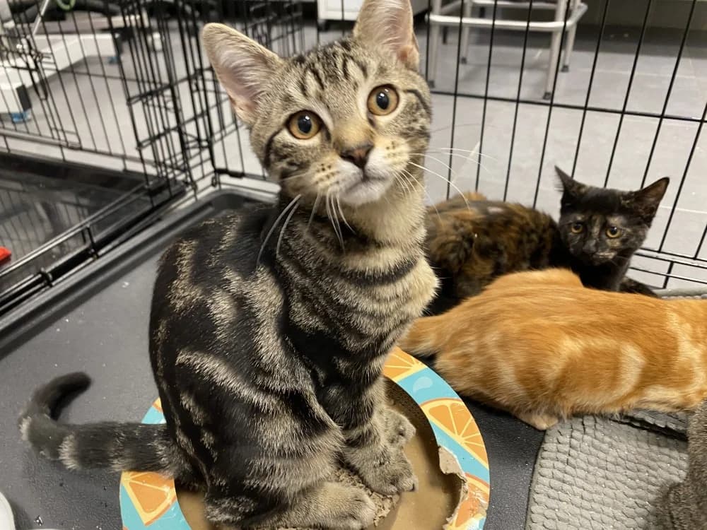 VISTA BABY, male Mixed Breed for adoption at Maison SPA), Tourcoing