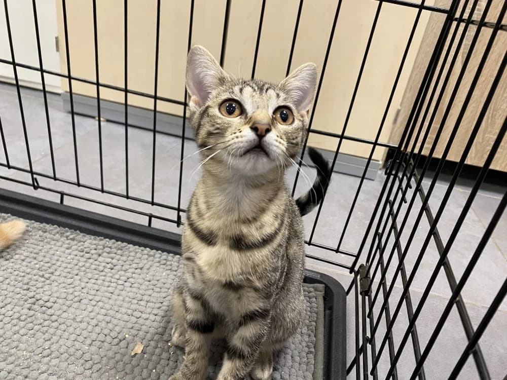 VIZIRETTE, female Mixed Breed for adoption at Maison SPA), Tourcoing