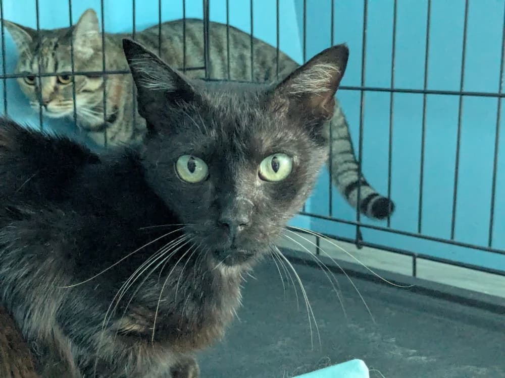 SINAI, female 6yo Mixed Breed for adoption at Maison SPA), Tourcoing