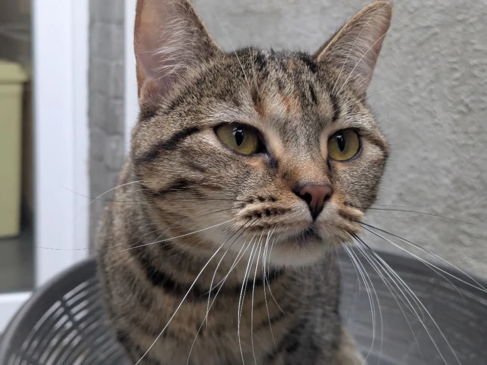 LUNA, female young Mixed Breed for adoption at Maison SPA), Tourcoing