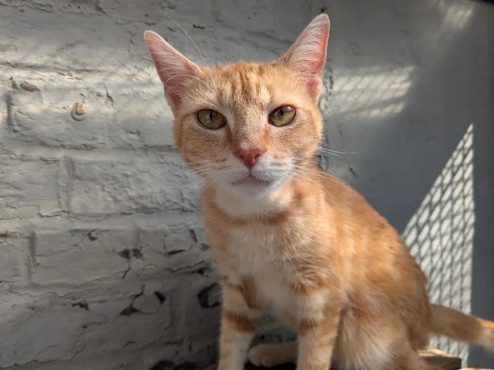ROUCKIE, male young Mixed Breed for adoption at Maison SPA), Tourcoing