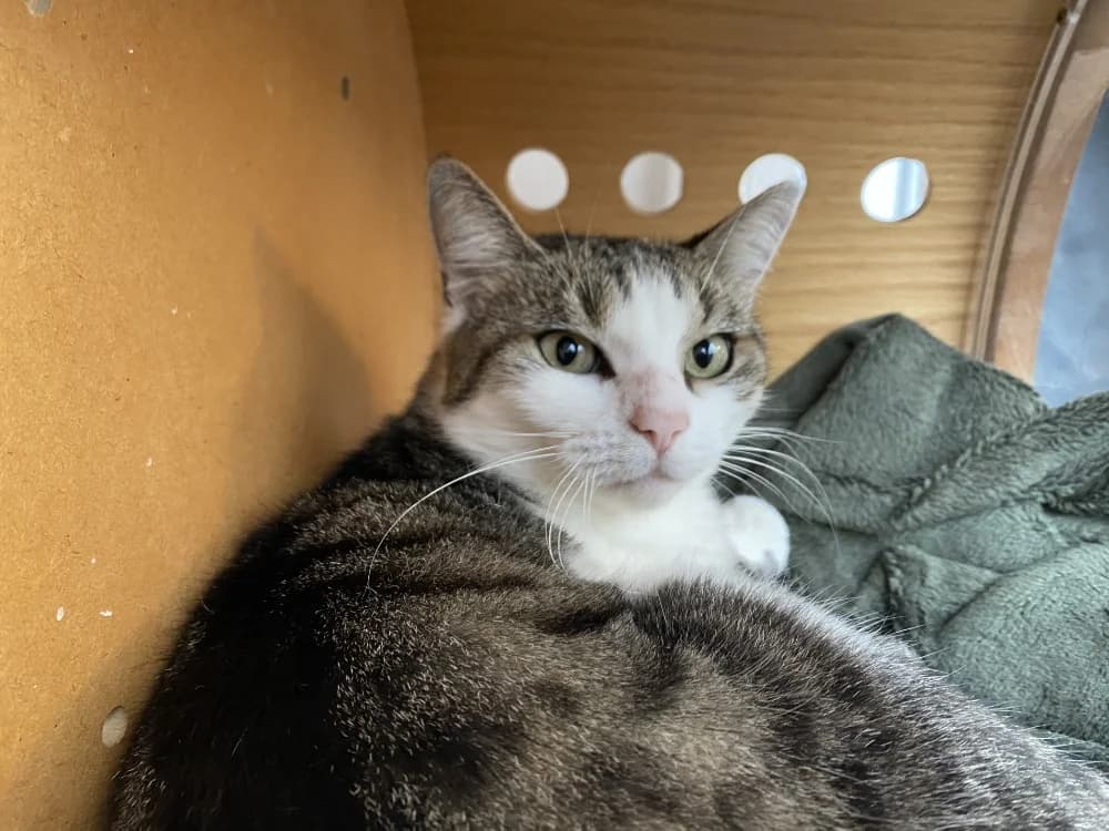 NEKO, female 6yo Mixed Breed for adoption at Maison SPA), Tourcoing