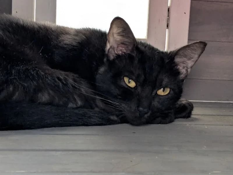 PINOT, male young Mixed Breed for adoption at Maison SPA), Tourcoing