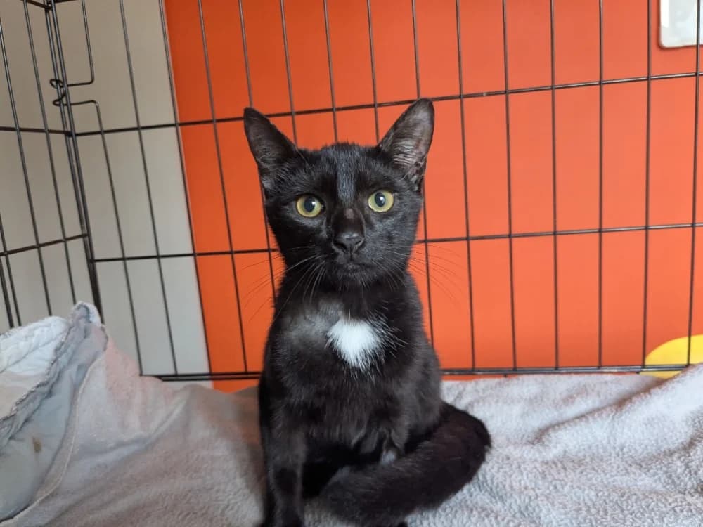 IRIS, female Mixed Breed for adoption at Maison SPA), Tourcoing