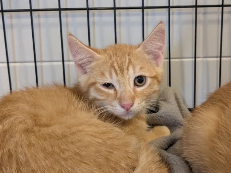 LEO, male Mixed Breed for adoption at Maison SPA), Tourcoing