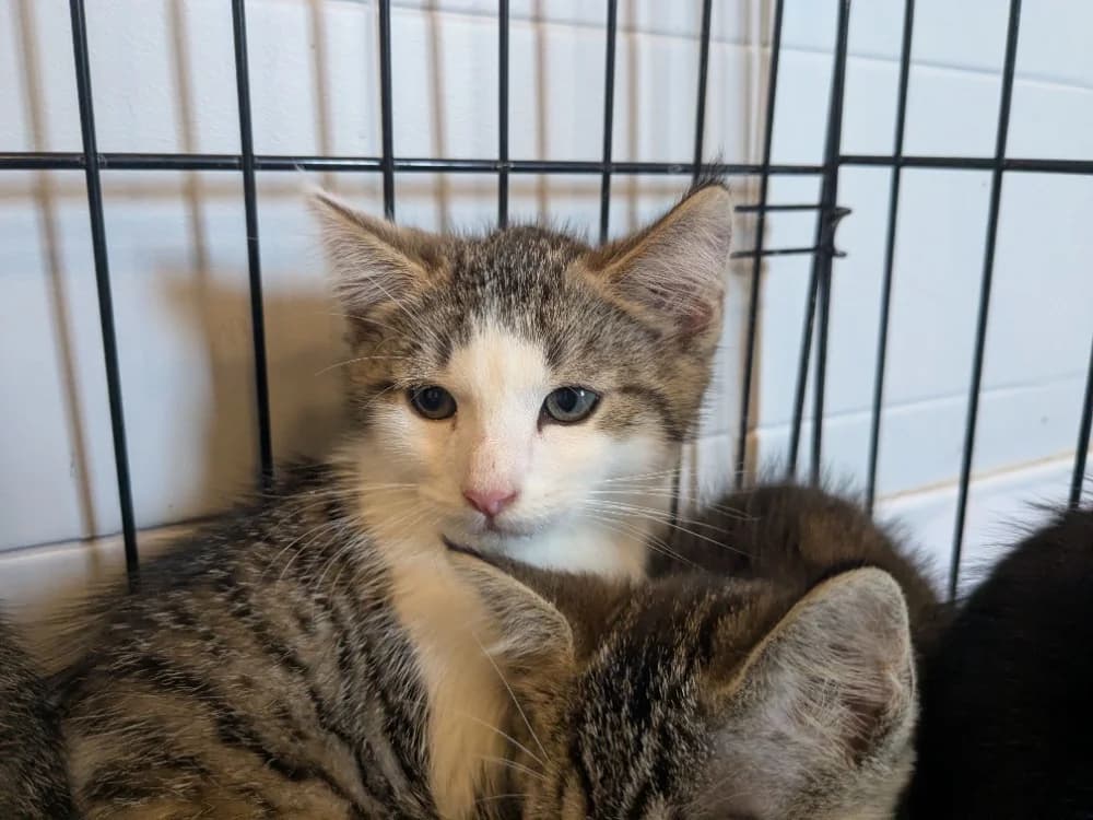 CHANDLER, male Mixed Breed for adoption at Maison SPA), Tourcoing