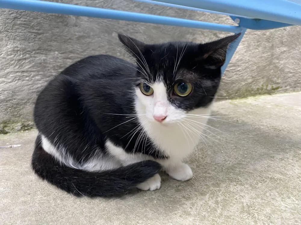 JANE, female young Mixed Breed for adoption at Maison SPA), Tourcoing